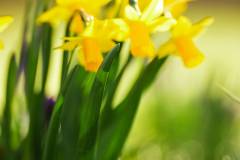 19635_1ALN1H1C26004_000795